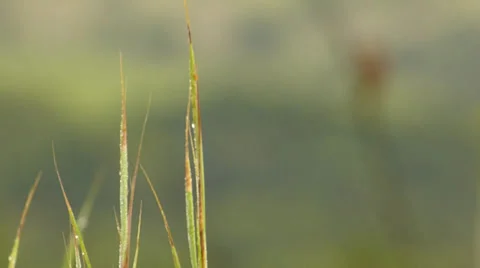 Bird on branch 動画素材 37711577