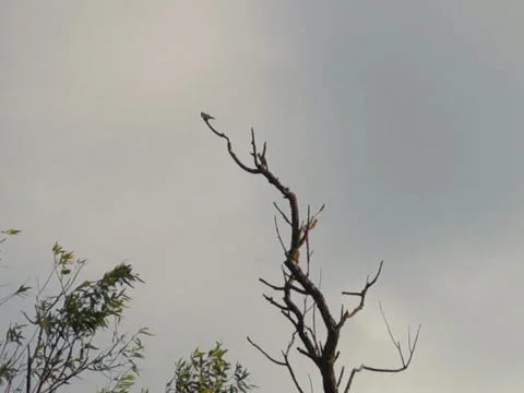 Bird on a branch 스톡 동영상 41832696