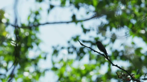 Bird on branch 스톡 동영상 42822833