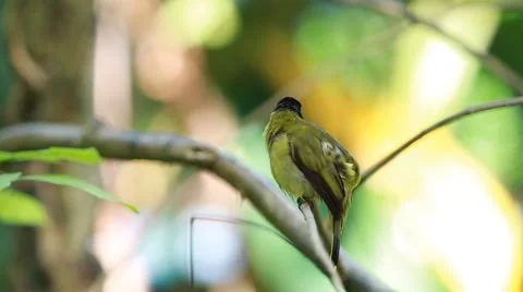 Bird on a branch Stock Footage 48220397