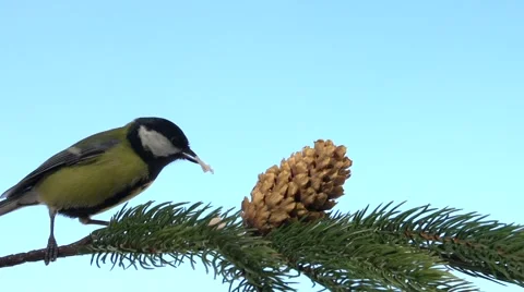 Bird on a branch. Video stock 56472888