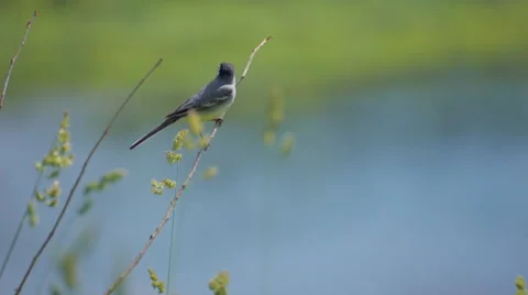 Bird on branch. 스톡 동영상 56826732