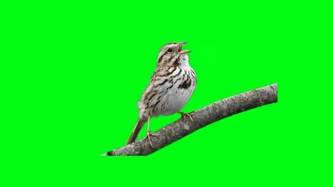Bird on branch Stock Footage 69216827