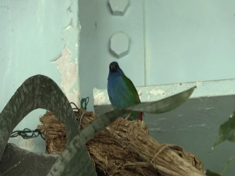 Bird on a branch Stock Footage 71816551