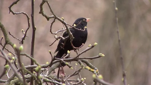 Bird on Branch Stock Footage 79469689
