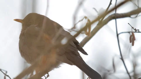 Bird on a branch 動画素材 85899854