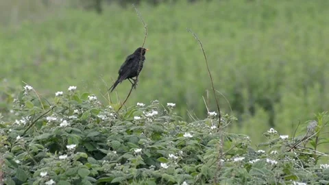 Bird On Branch Stock Footage 133207899