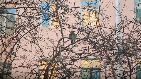 Bird on a branch Stock Footage 146407010