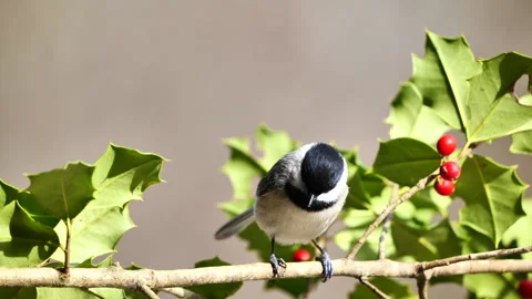 Bird on branch Stock Footage 149598453