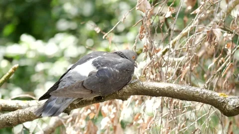 Bird on a branch Stock Footage 201742539