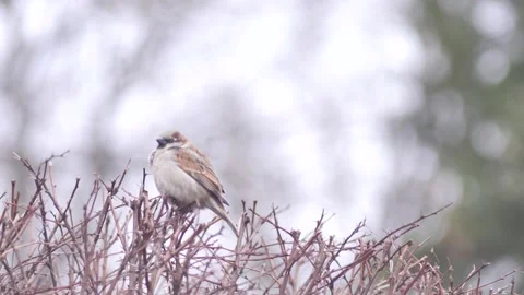 Bird on a branch 動画素材 236927647