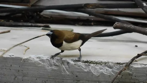 Bird with Branch Stock Footage 237454028