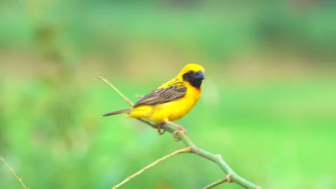 Bird on a branch 스톡 동영상 290472864