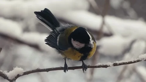 Bird on a branch 스톡 동영상 305537713