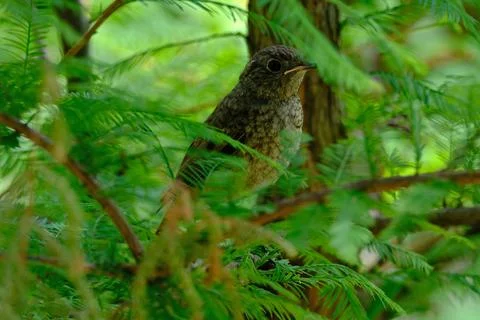 Bird on a branch in the forest, close-up, selective focus Stock Photos