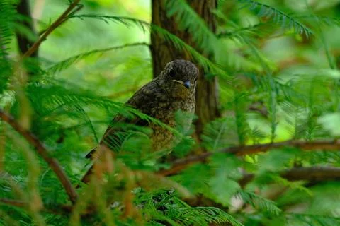 Bird on a branch in the forest, close-up, selective focus Stock Photos