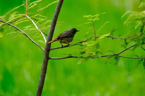 Bird on a branch in the forest, close-up, selective focus Stock Photos