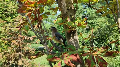 Bird on a branch in a forest Stock Footage 252201098