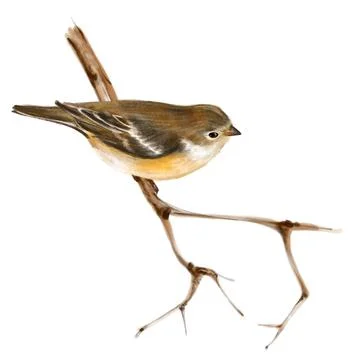 Bird on branch. Isolated on white Stock Illustration