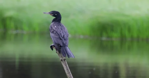 Bird On Branch Move Around Circle Oxbow Lake Long Lens Peru Stock Footage 131125959