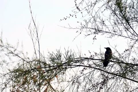 Bird on a branch Stock Photos