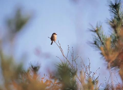 Bird on branch Stock Photos