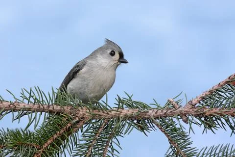 Bird on a branch Stock Photos