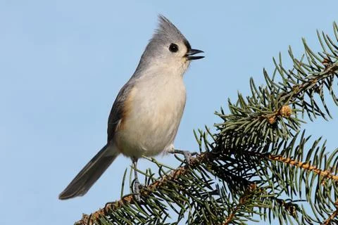 Bird on a branch Stock Photos
