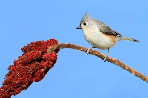 Bird on a branch Stock Photos