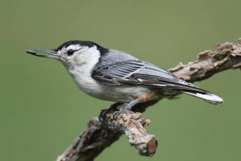 Bird on a branch Stock Photos