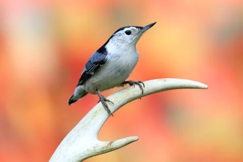 Bird on a branch Stock Photos