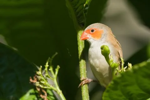 Bird on a branch Stock Photos