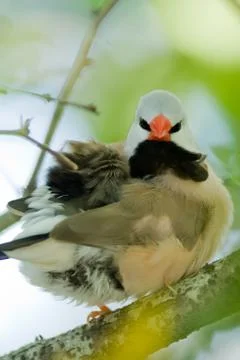 Bird on a branch Stock Photos