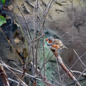 Bird on a branch Stock Photos