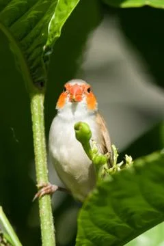 Bird on a branch Stock Photos