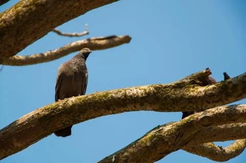 Bird on branch Stock Photos
