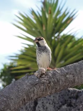 Bird on branch Stock Photos