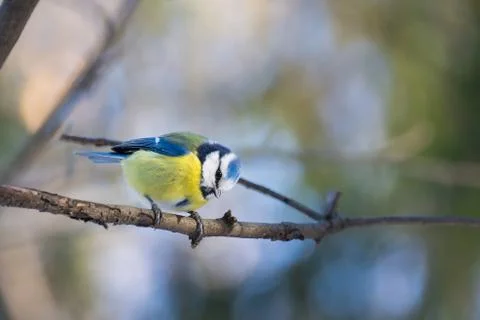 Bird on a branch Stock Photos