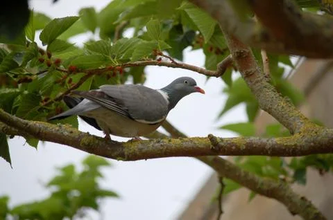Bird on a branch Stock Photos