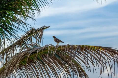 Bird on a branch Fotos Stock