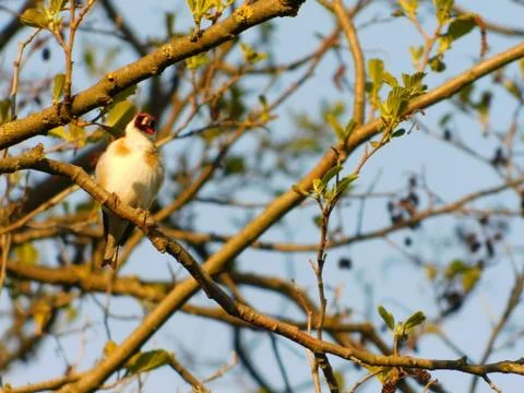 Bird on a branch Stock Photos