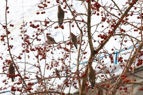 Bird on branch Stock Photos