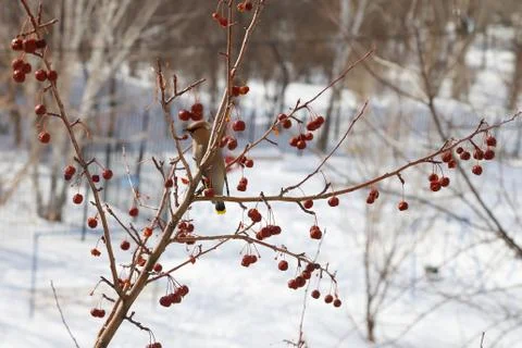 Bird on branch Foto stock
