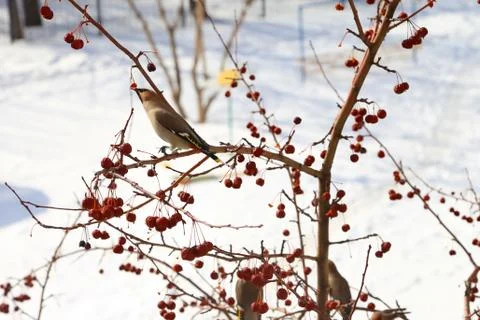 Bird on branch Stock Photos