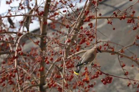 Bird on branch Foto stock
