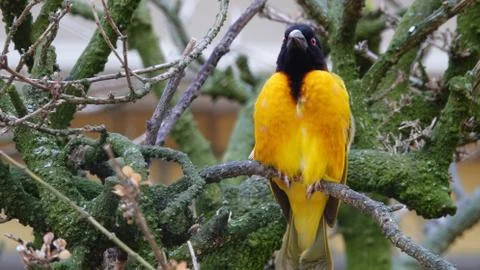 Bird on a branch. Photos