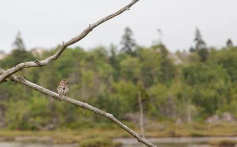 A bird on a branch Stock Photos
