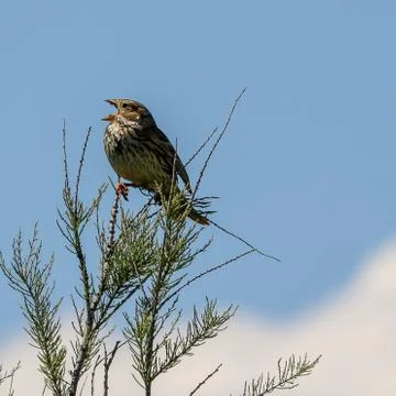 Bird on branch Stock Photos