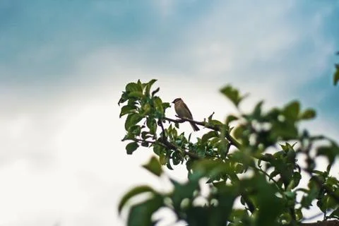 Bird on the branch Foto stock