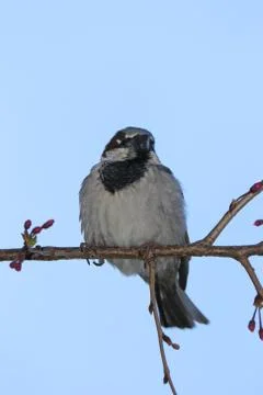 A Bird On A Branch Stock Photos